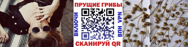 mega ONION где найти наркотики Белореченск Галлюциногенные грибы MAGIC MUSHROOMS